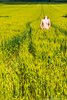 The Topless Energy of the Green Crops Field